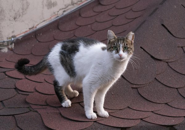 La Chiave per un Benessere Globale